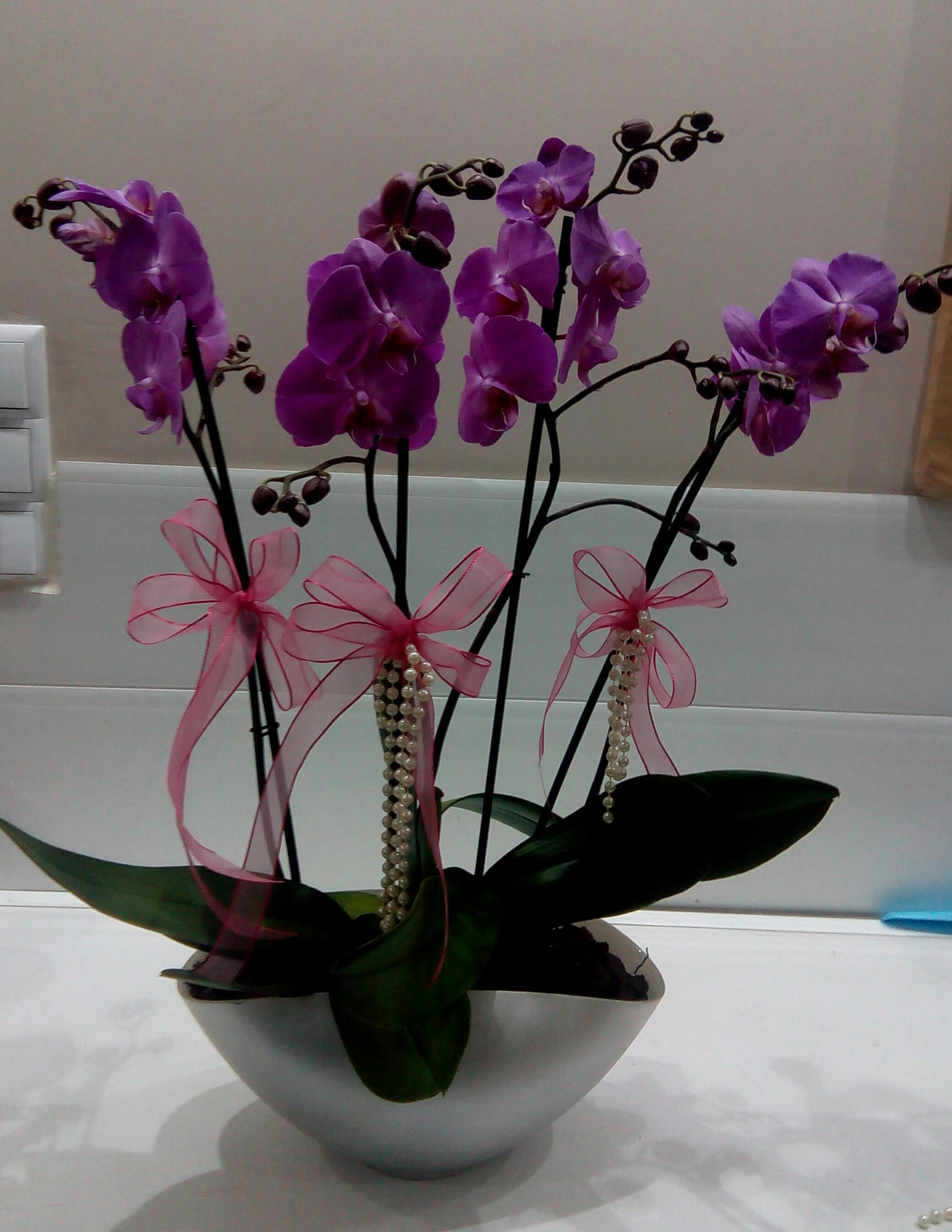 Dörtlü fuşya orkide