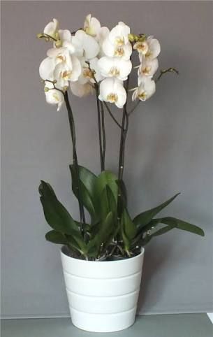3 lü orkide